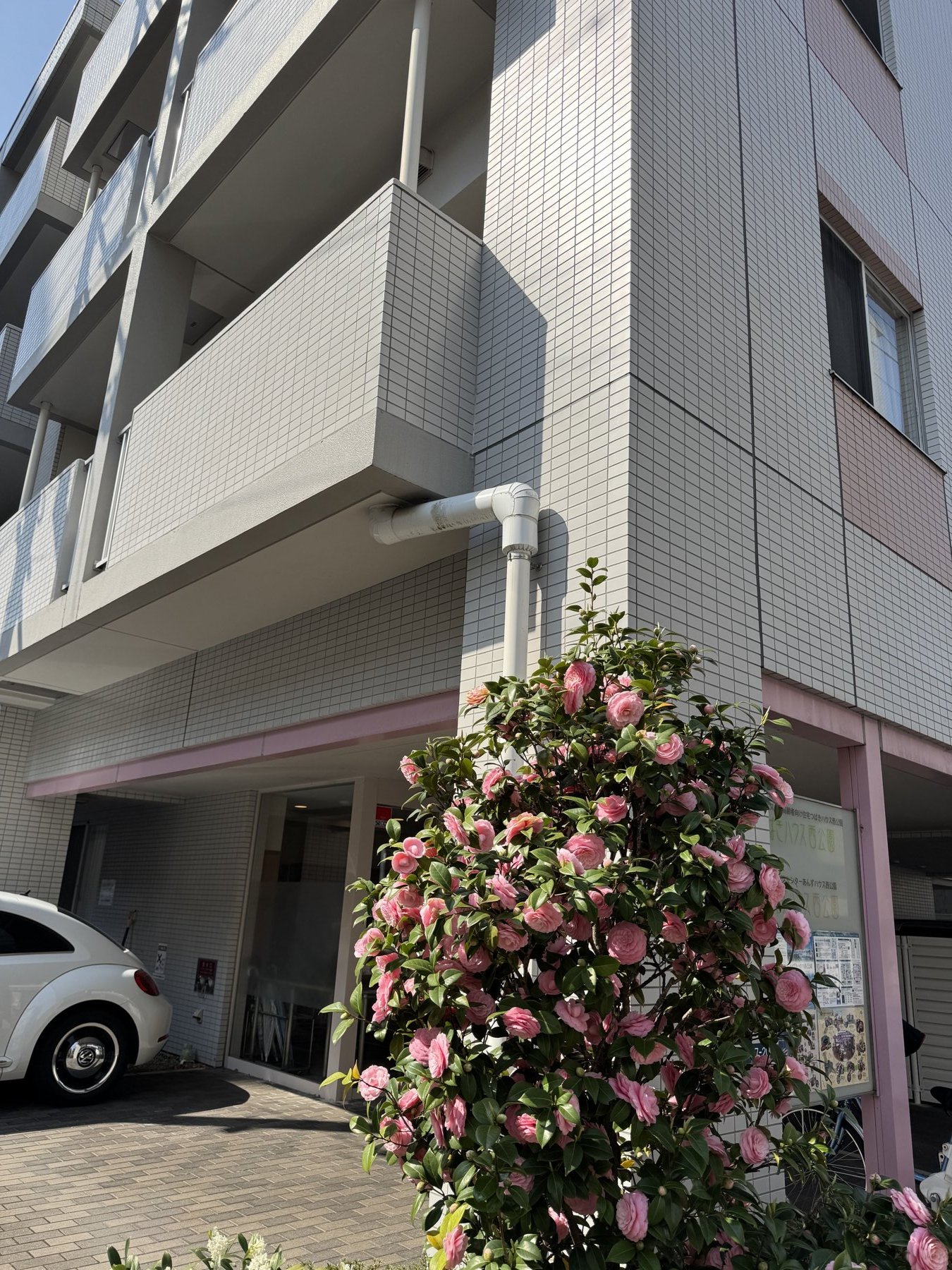 入口の椿（つばきハウス西公園）